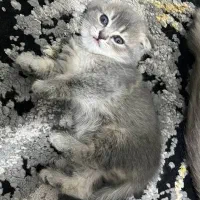 اسکاتیش فولد دبل فولد نژاد دار زیبا