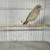 قناری نر قرص بخون و ماده|پرنده|کرج, شهرک بنفشه|دیوار