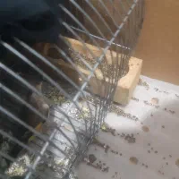 قناری پرتغالی معاوضه|پرنده|شیراز, گلشن|دیوار