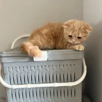 اسکاتیش کرم طلایی|گربه|کرج, فاز ۱ مهرشهر|دیوار