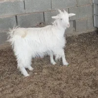 یک عدد بزغاله ماده ترکی روزگاری|حیوانات مزرعه|دهق, |دیوار