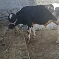 دوراس گوساله سیمنتال هلشتاین