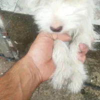 پاکوتاه|سگ|قائم‌شهر, |دیوار