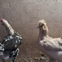 مرغ بومی تخم گذار و...
