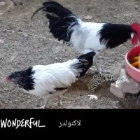 فروش ۳۰ قطعه لاکنولدر استرالورپ ویاندوت بلورد