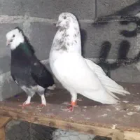 کبوتر پرشی جفت