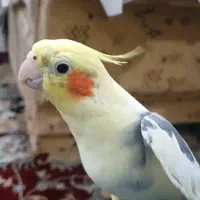 گم شده عروس هلندی|حیوانات|اهواز, کیانشهر|دیوار