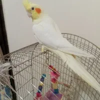 ۲عدد عروس هلندی نر وماده