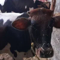 گوساله ماده|حیوانات مزرعه|مشگین شهر, |دیوار