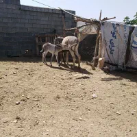 شیر الاغ|خوردنی و آشامیدنی|شیراز, نصر|دیوار