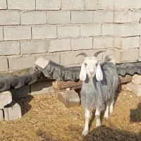 بز ماده میش گاو