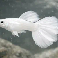 فروش آنجل کالر گوپی با نازل ترین قیمت