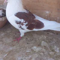 کفتر طلا|پرنده|ماهدشت, |دیوار