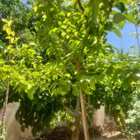 خانه ویلایی 860متر /دوبلکس|فروش خانه و ویلا|تهران, شهرک آزادی|دیوار