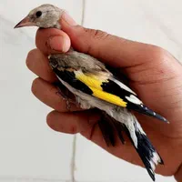 کبوتر نر جوجه سهرره قناری عروس هلندی|پرنده|اصفهان, جاوان|دیوار