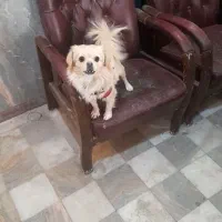 سک پامر|سگ|اصفهان, اندوان|دیوار