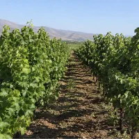 باغ-انگور-700-متری-در-روستای-سیمین