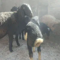 گوسفند بره میش شیشک قوچ بز بزغاله