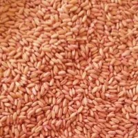 بذر گندم دیم