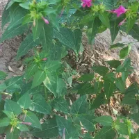 بذر گل شب بو، چهار فصل