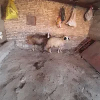 گوسفند داشتی|حیوانات مزرعه|کوهنانی, |دیوار