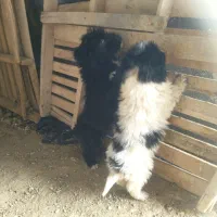 سگ پاکوتاه|سگ|خلیفان, |دیوار