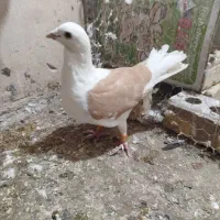 کفتر|پرنده|تربت‌حیدریه, شهرک ولیعصر|دیوار