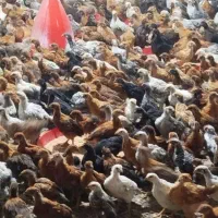 جوجه خروس ومرغ