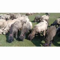 میش داشتی