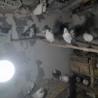 کبوترپرشی|پرنده|خلخال, |دیوار