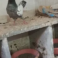 سینه سارماده