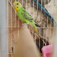 مرغ عشق|پرنده|کرمانشاه, |دیوار
