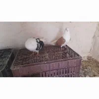 کبوتر تهرانی|پرنده|اژیه, |دیوار