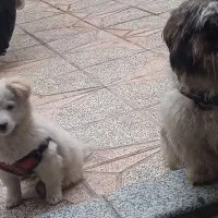 سگ اشپیتز سه ماهه ماده و سگ شیتژو تریر 9ماه نره