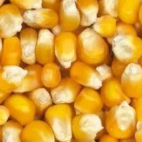 جو وارداتی و محلی