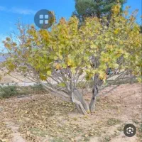 فروش ۷۵ عدد درخت انجیر ۲۰ ساله