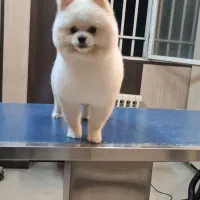 اصلاح و شستشو سگ ، گربه ، پت ، حیوانات خانگی