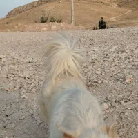 سگ اشپیتز آلمانی