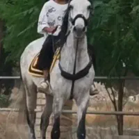 اسب. سیلمی. عرب زیبا