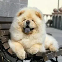 چاوچاو کن کرسو فروشی قفقازی درجه یک|سگ|کرج, فاز ۱ مهرشهر|دیوار