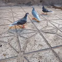 کفتر|پرنده|نیشابور, فیض آباد|دیوار