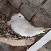 کبوتر خانگی زیبا|پرنده|ایرانشهر, |دیوار