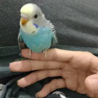 مرغ عشق نرم خور|پرنده|ایرانشهر, |دیوار