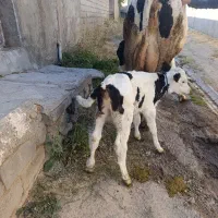 گاوشیری هرکول جوان|حیوانات مزرعه|تبریز, |دیوار