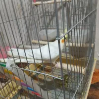 عروس هلندی
