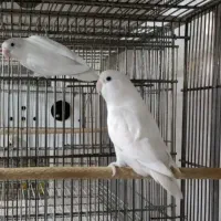 طوطی برزیلی سخنگو