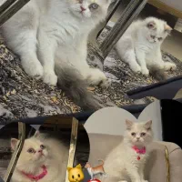 فروش گربه نژاددار خوشگل و اصیل|گربه|کیش, |دیوار