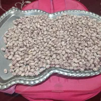 فروش لوبیا چیتی