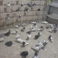 کبوتر طوقی|پرنده|اسفرورین, |دیوار