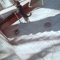 دوتا سگ نرماده خشگل پاکوتاه